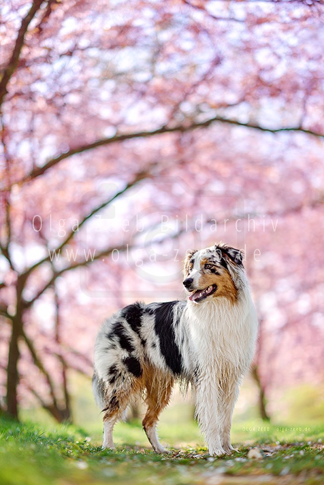 Australian Shepherd