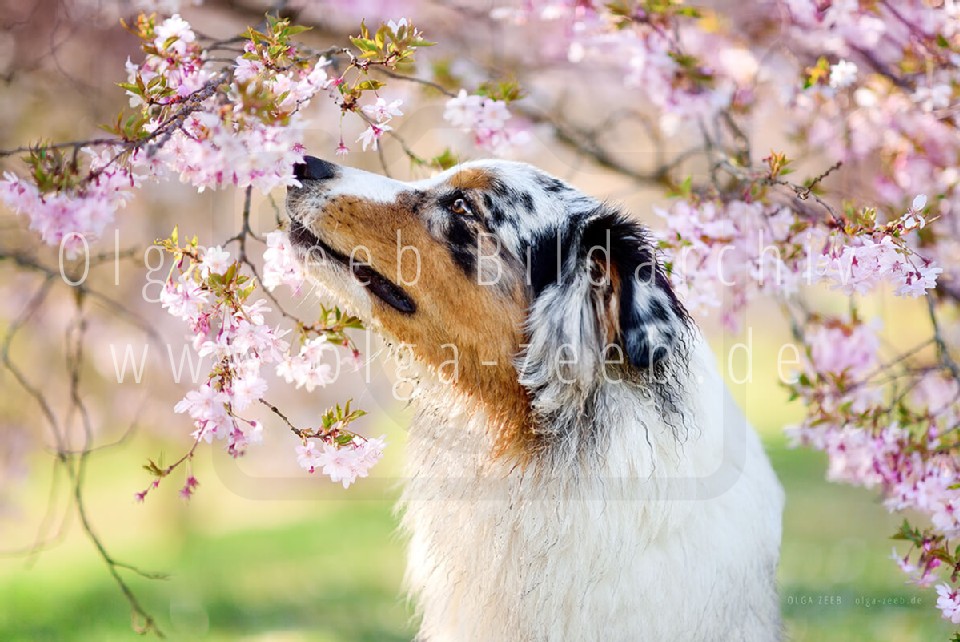 Australian Shepherd