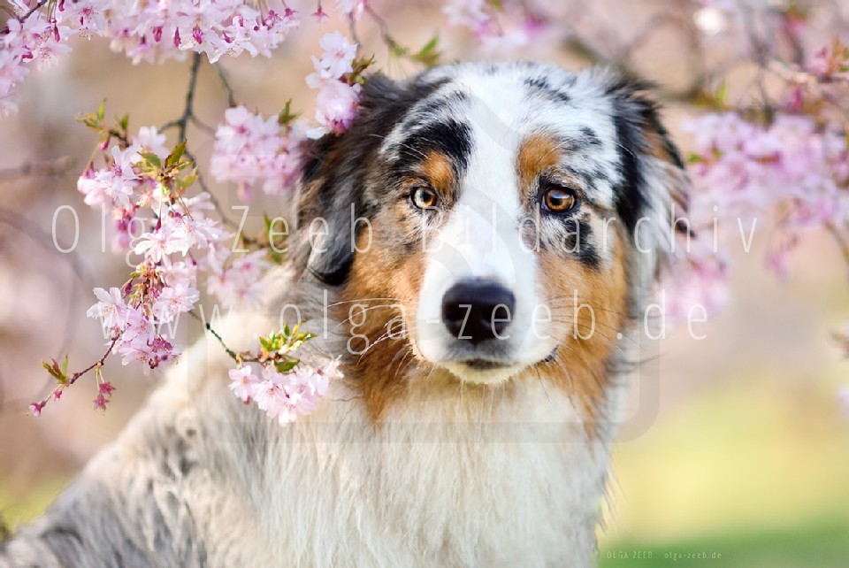 Australian Shepherd