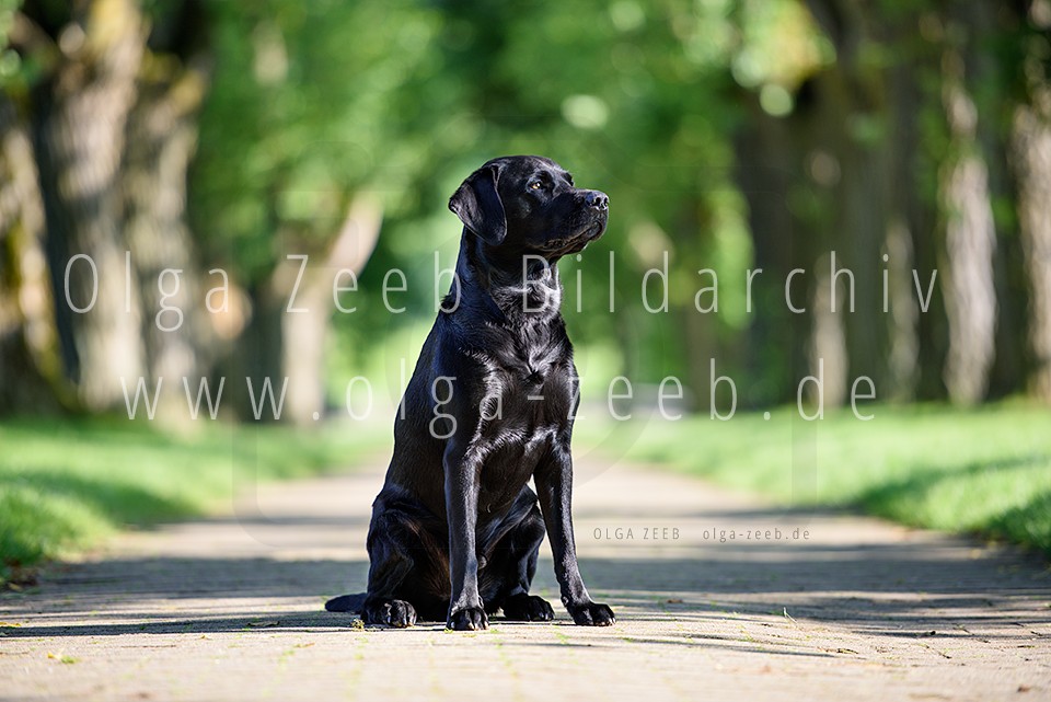 Labrador schwarz