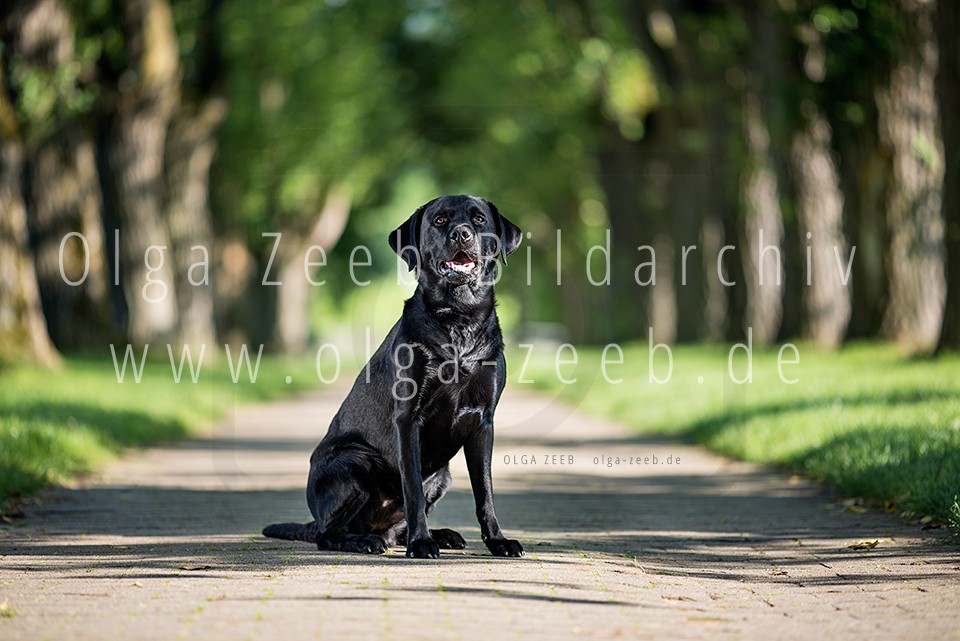 Labrador schwarz