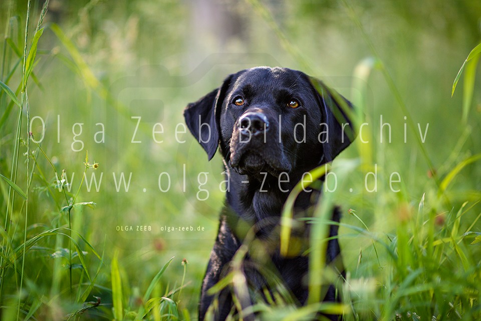 Labrador schwarz
