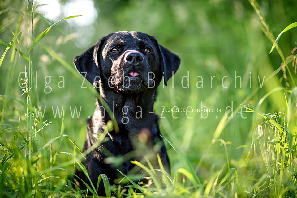 Labrador schwarz