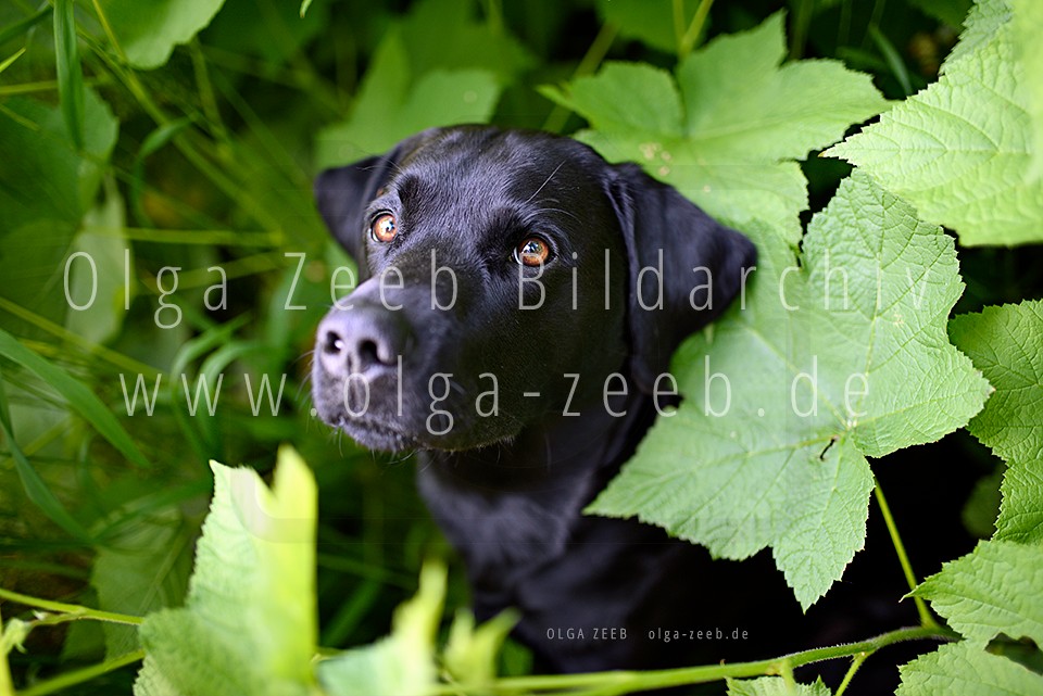 Labrador schwarz