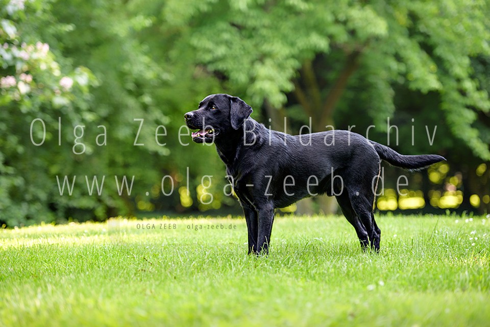 Labrador schwarz