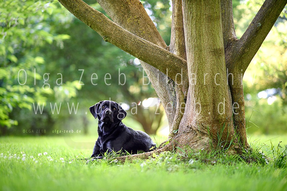 Labrador schwarz