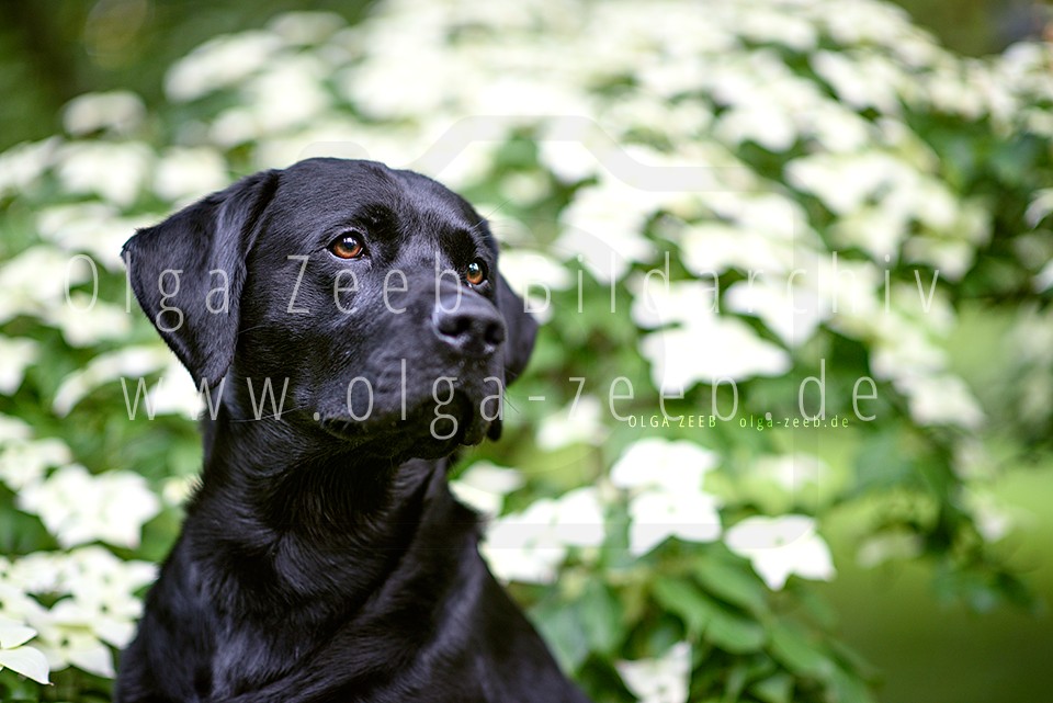 Labrador schwarz