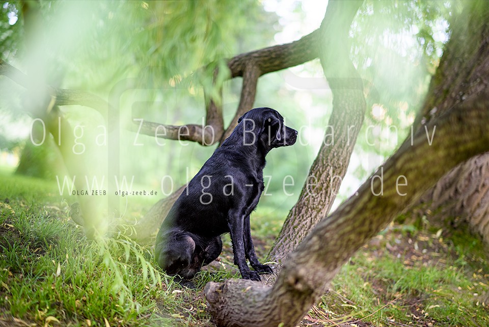 Labrador schwarz