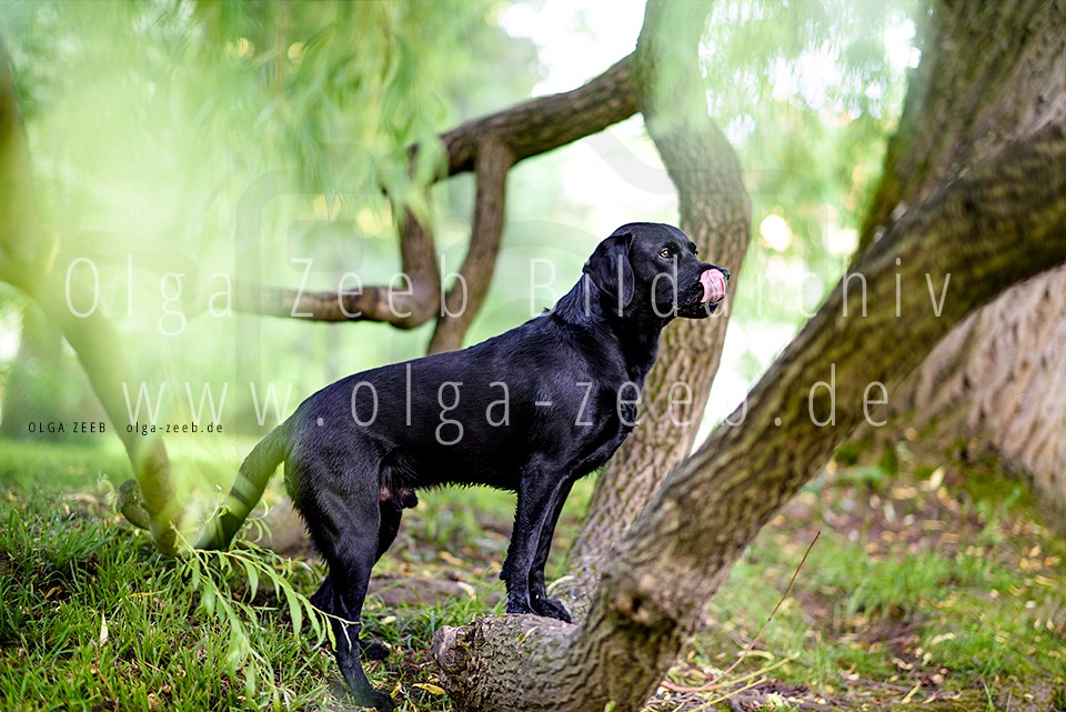 Labrador schwarz