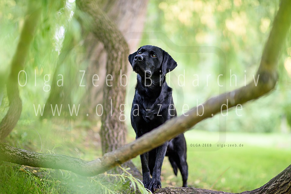 Labrador schwarz