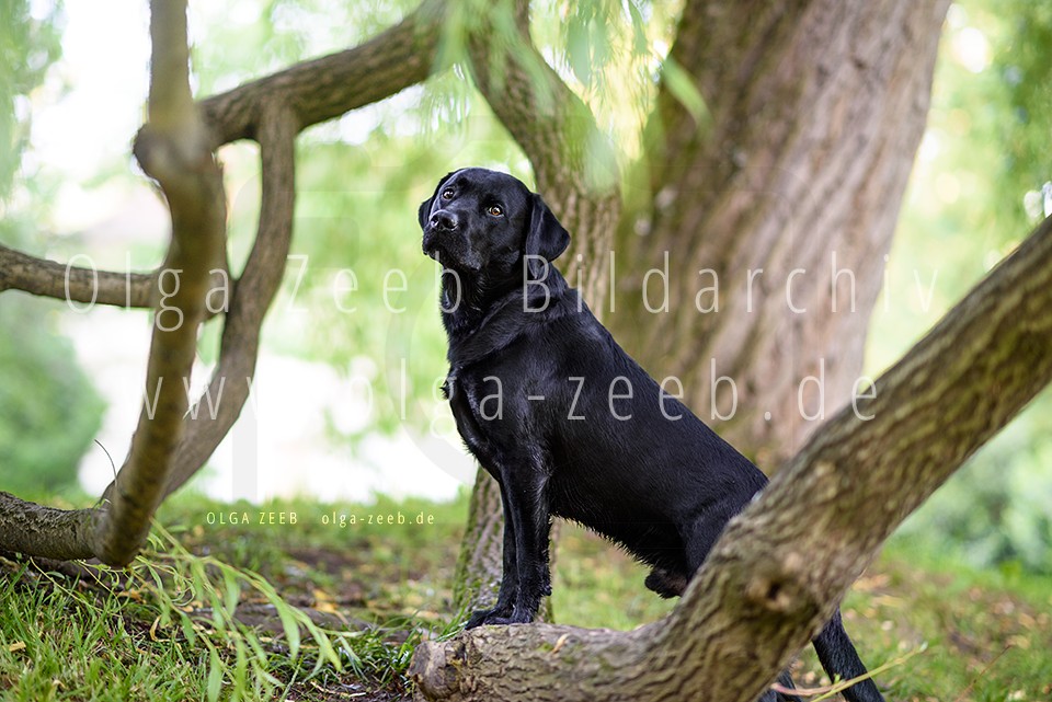 Labrador schwarz