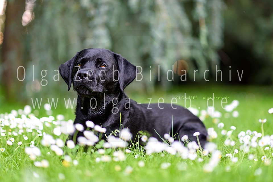 Labrador schwarz