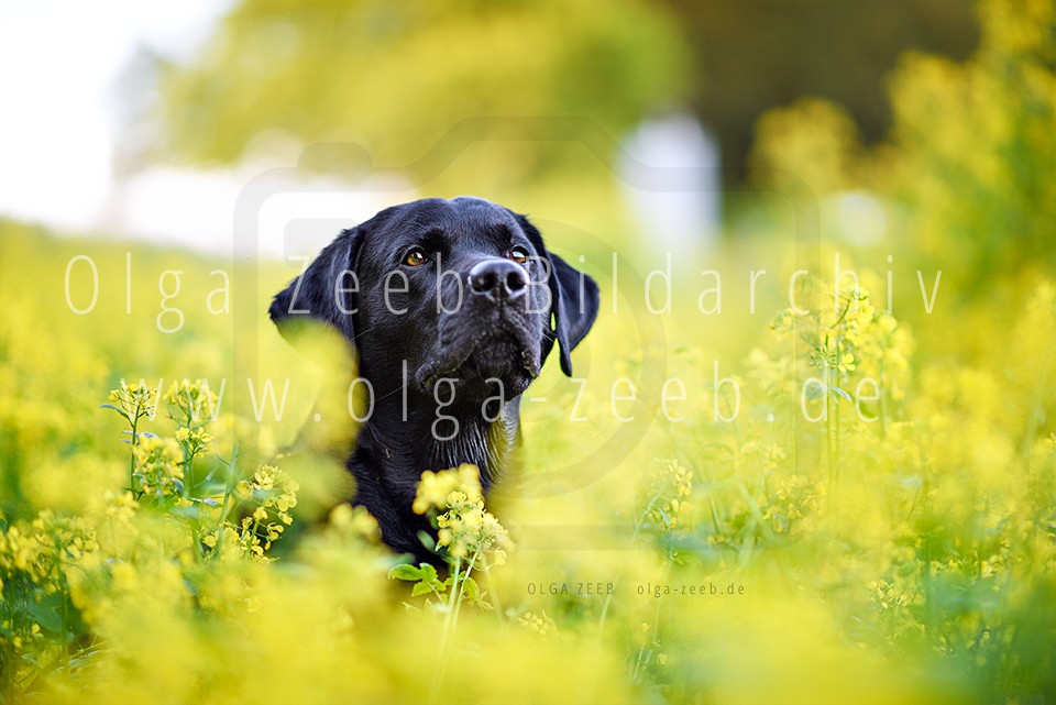 Labrador schwarz