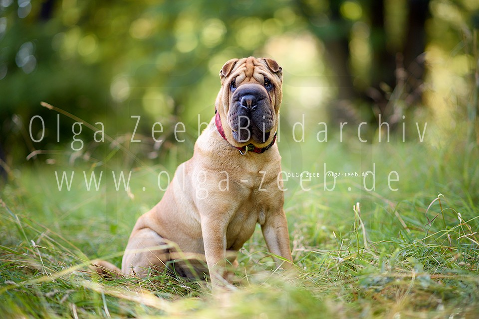 Shar Pei