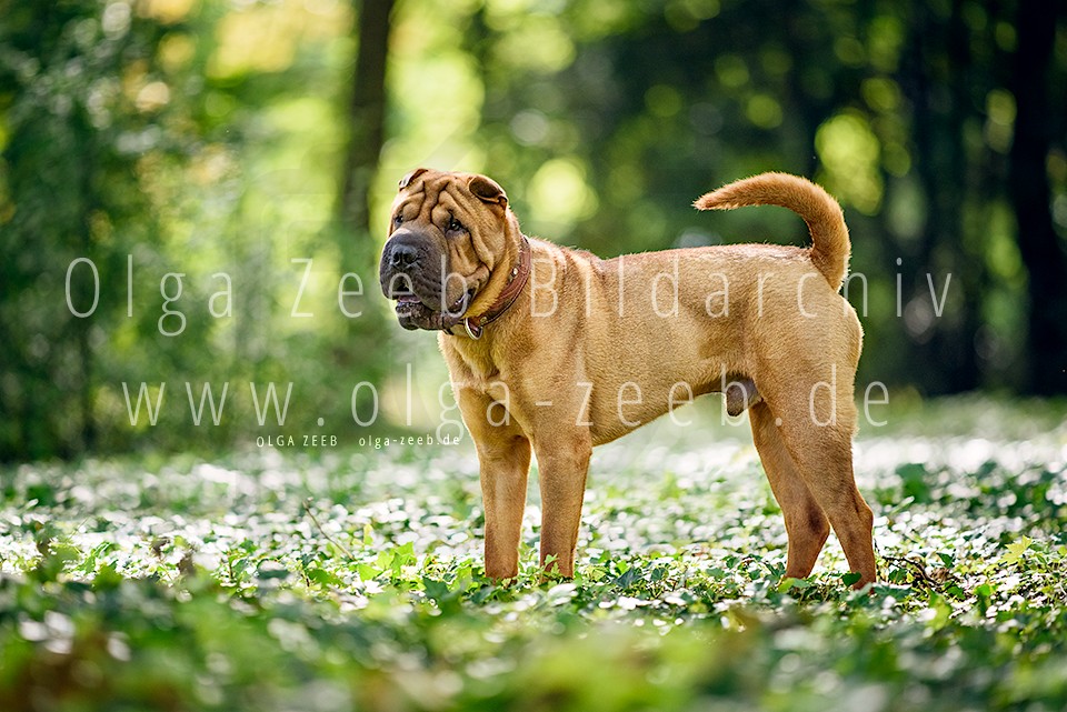 Shar Pei