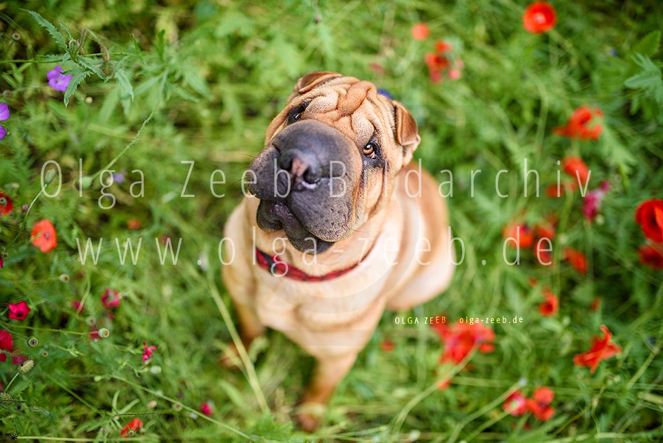 Shar Pei