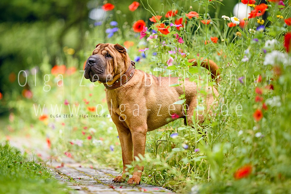 Shar Pei