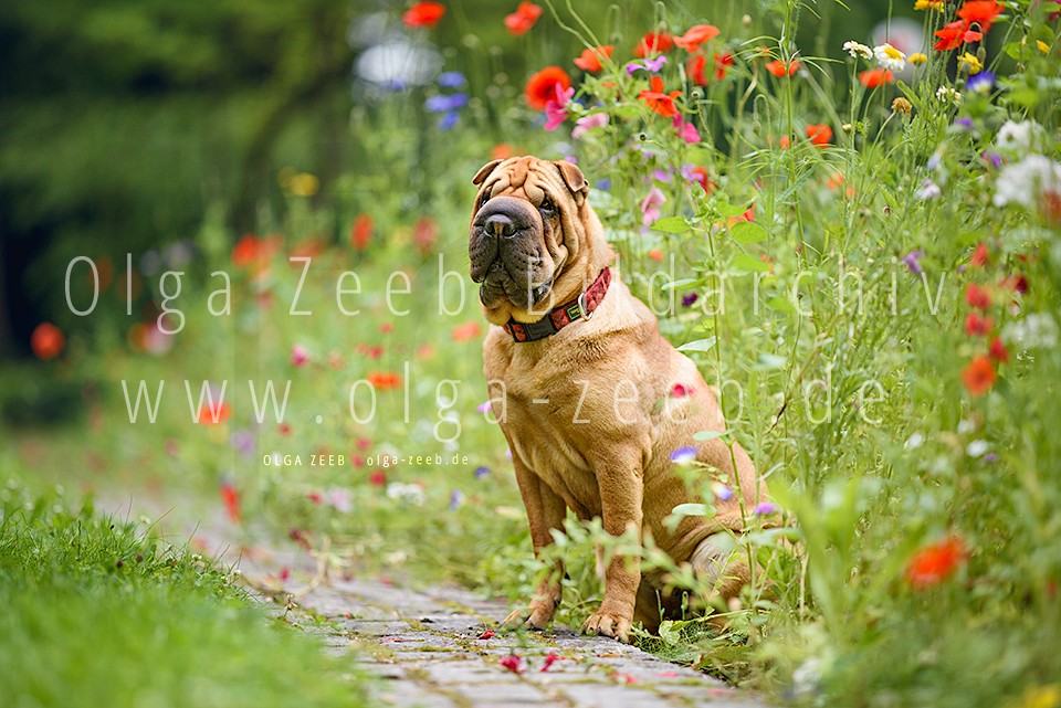 Shar Pei