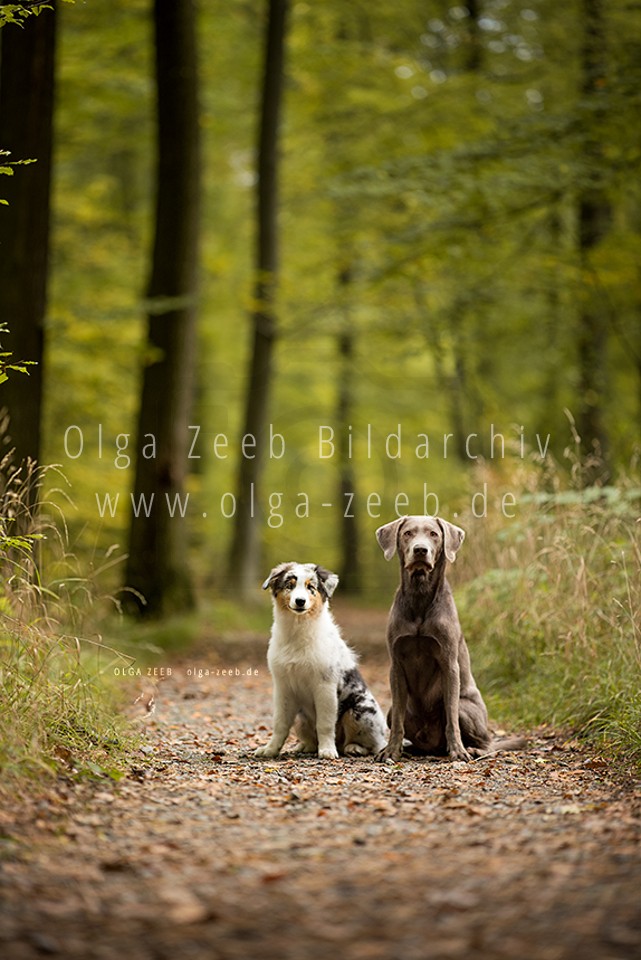 Labrador Silber + Australian Shepherd