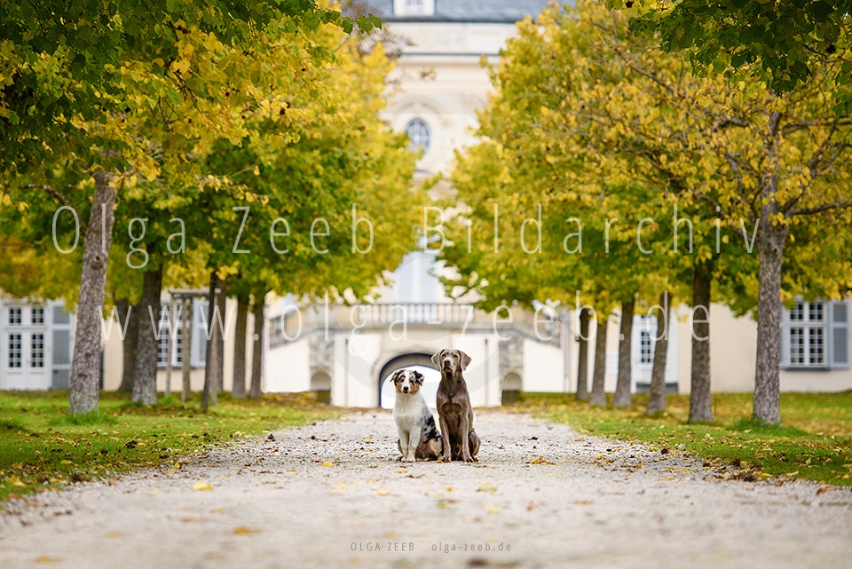 Labrador Silber + Australian Shepherd