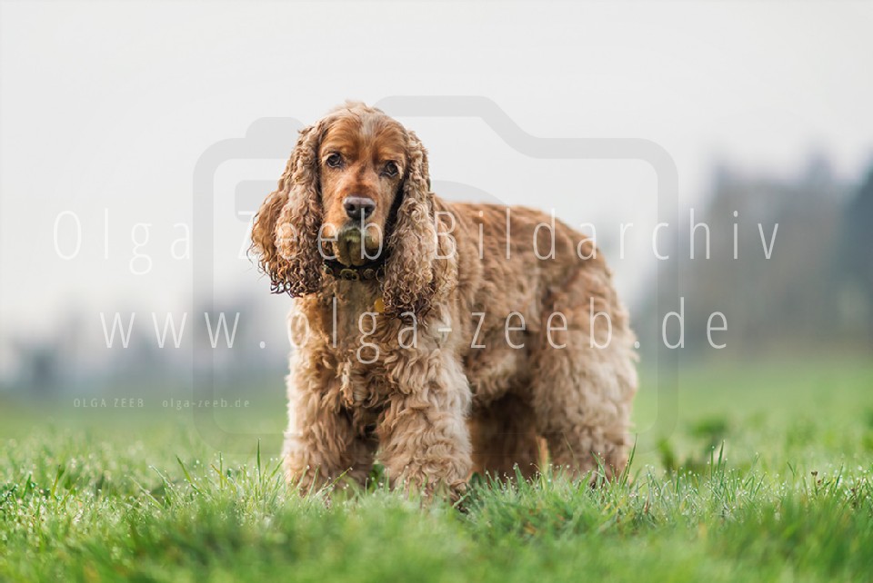 Cocker Spaniel