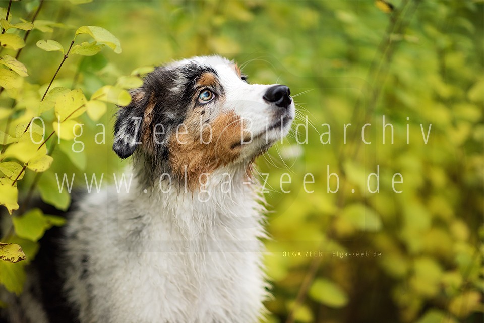 Australian Shepherd