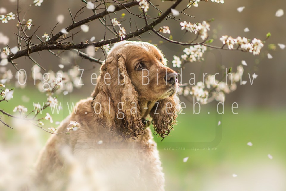 Cocker Spaniel