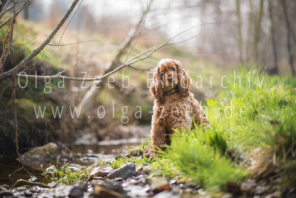 Cocker Spaniel