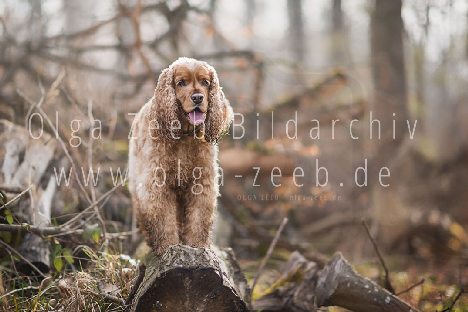 Cocker Spaniel