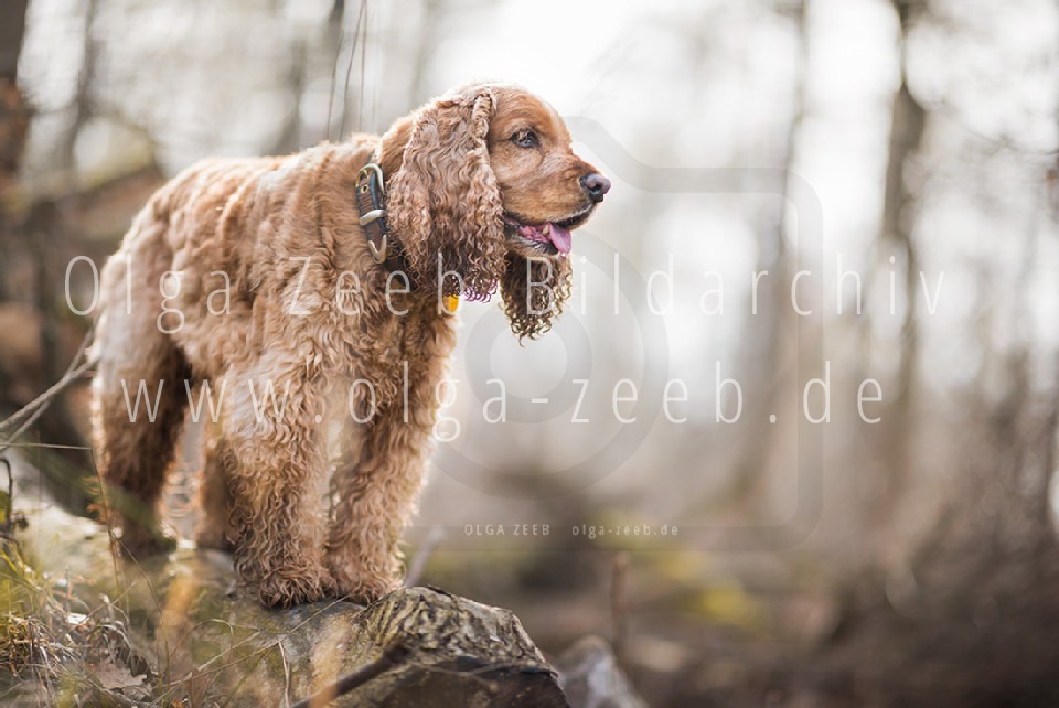 Cocker Spaniel