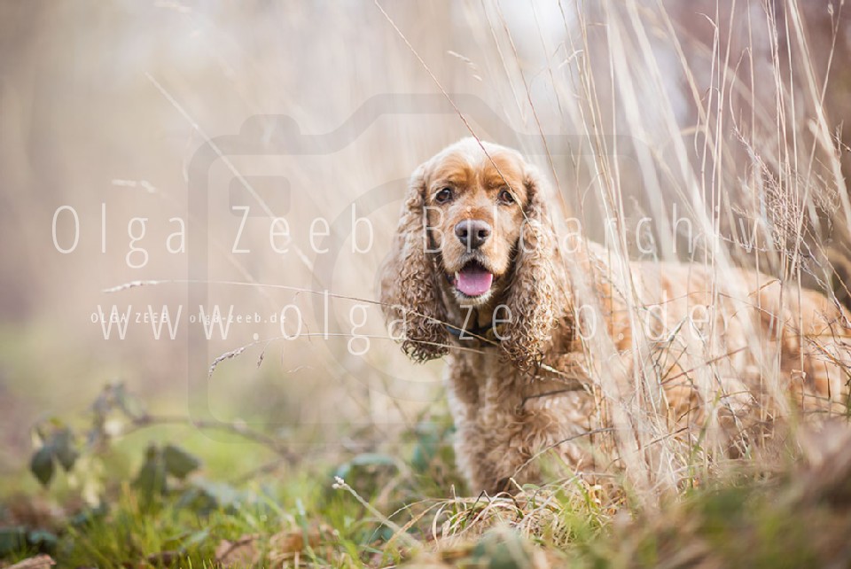 Cocker Spaniel