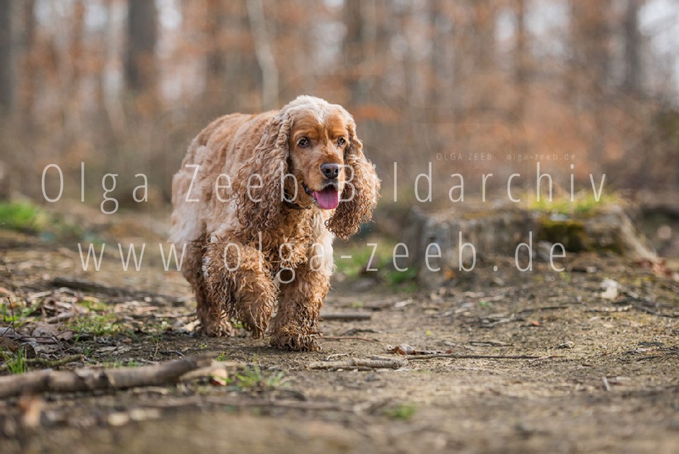 Cocker Spaniel