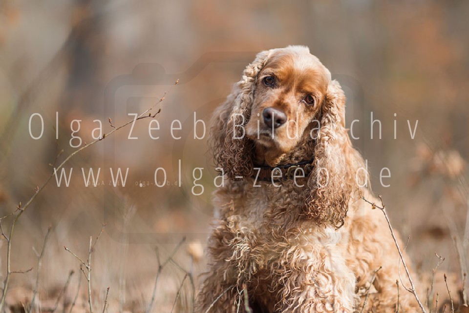 Cocker Spaniel