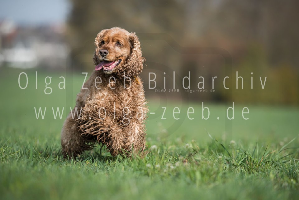 Cocker Spaniel