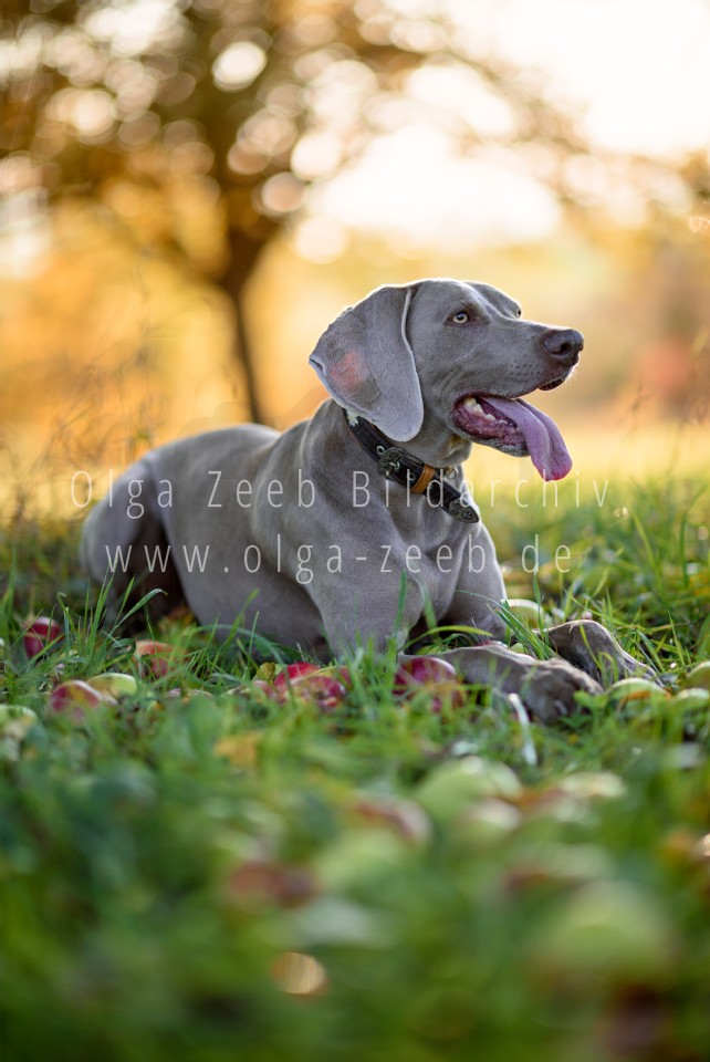 Weimaraner