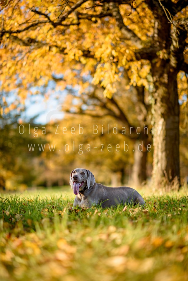 Weimaraner