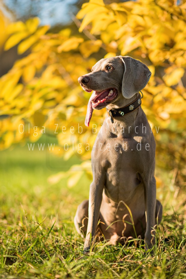 Weimaraner