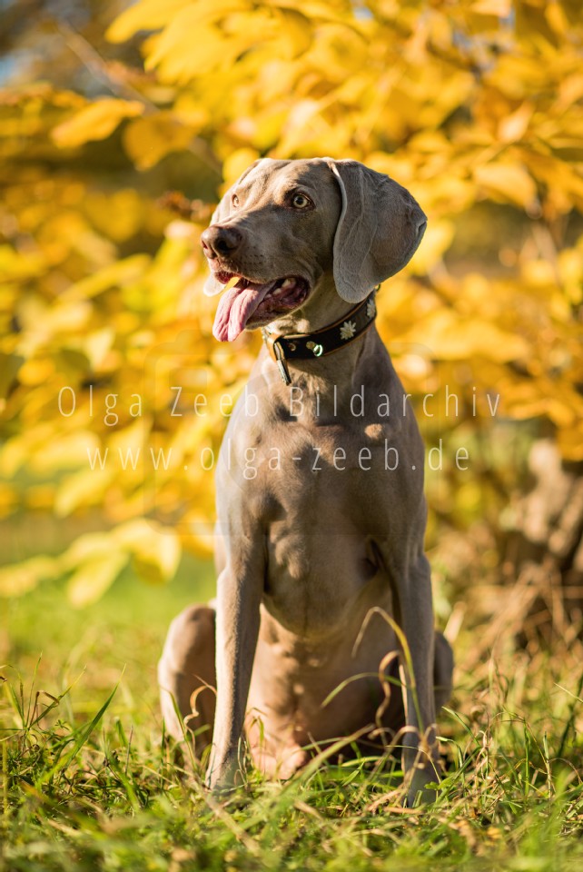 Weimaraner