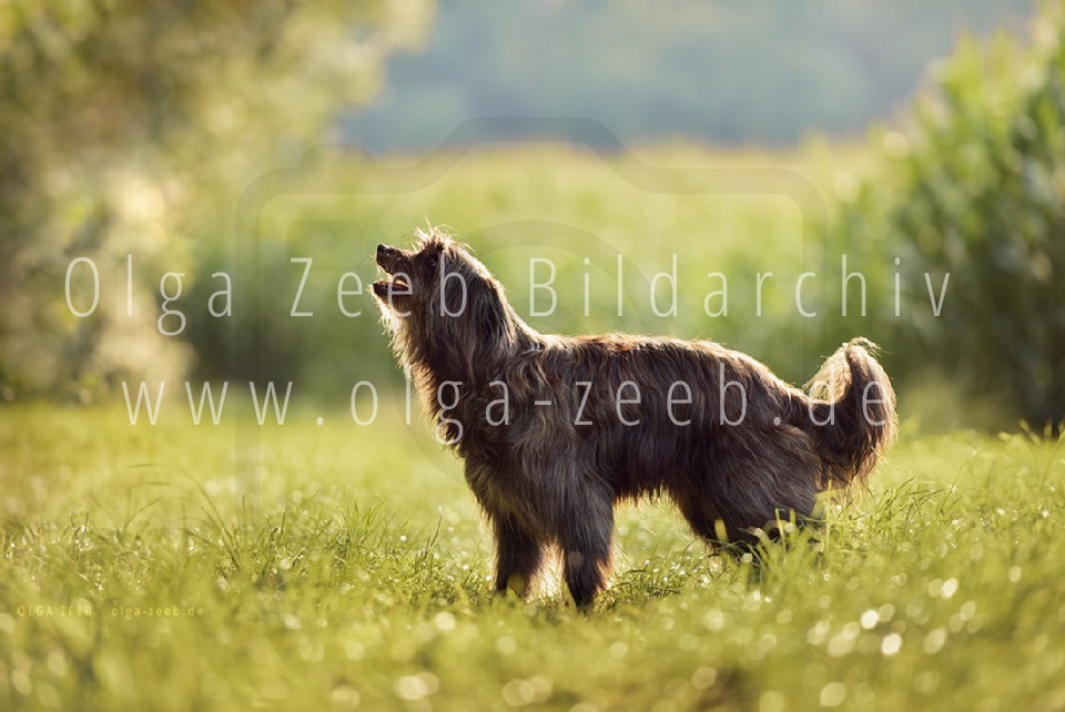 berger des pyrénées