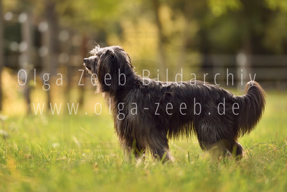 berger des pyrénées