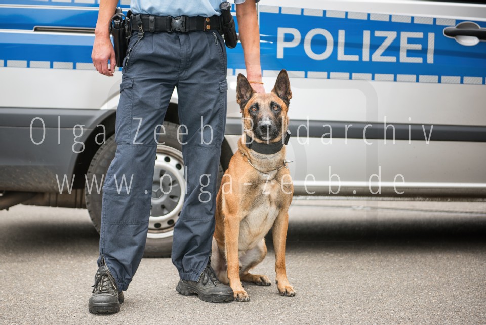 Polizei Hund