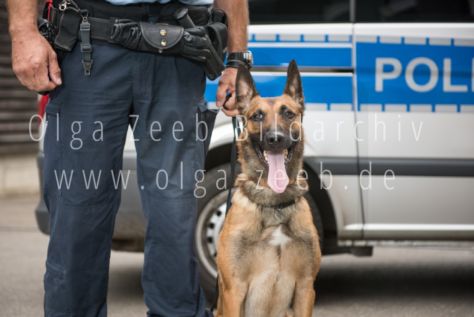Polizei Hund