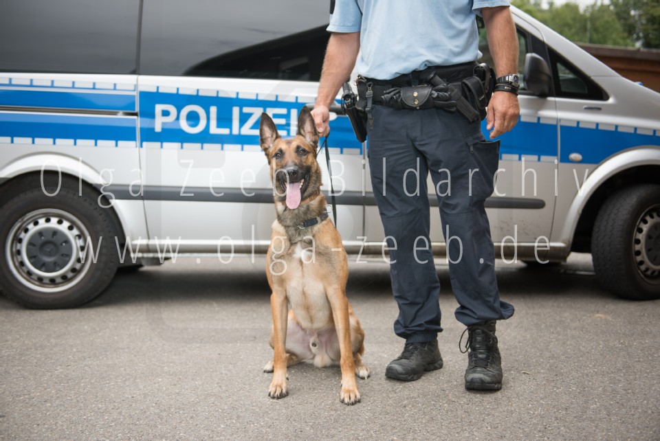 Polizei Hund