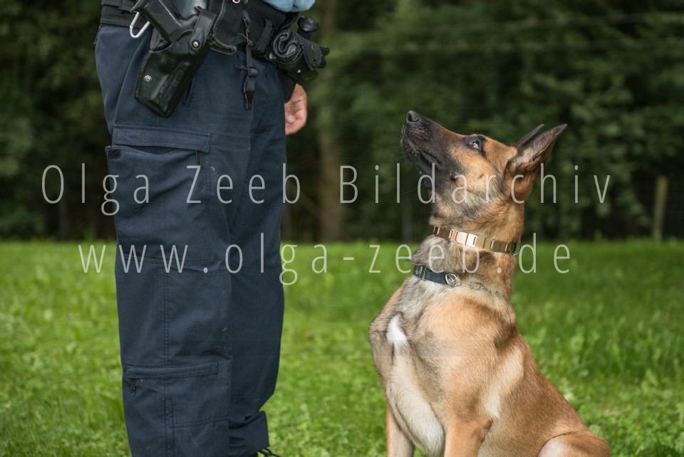 Polizei Hund