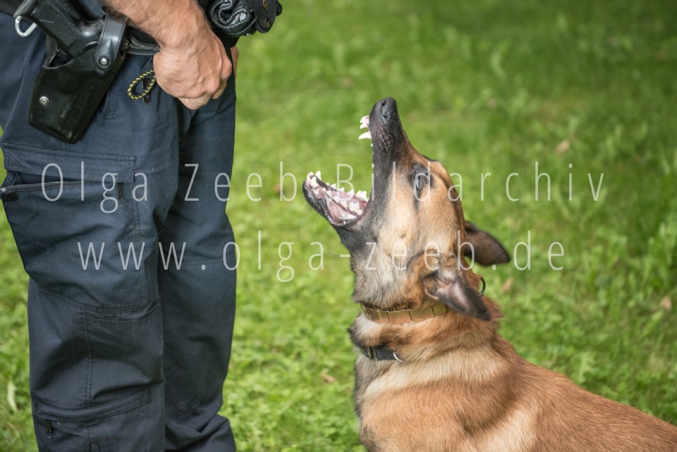 Polizei Hund