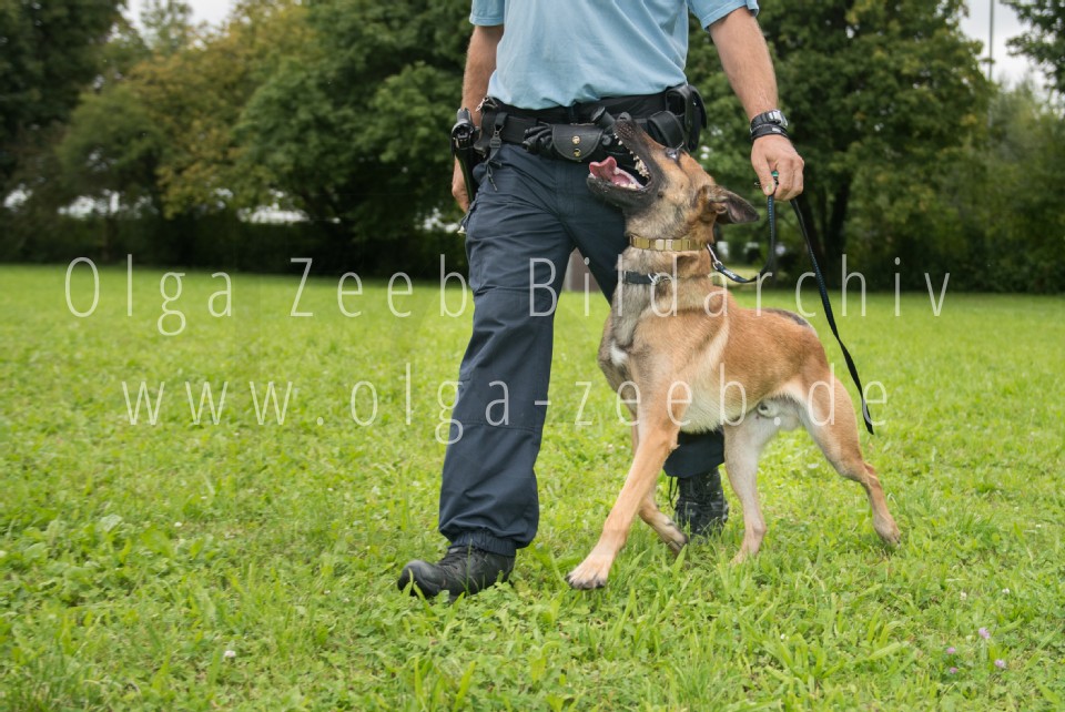 Polizei Hund