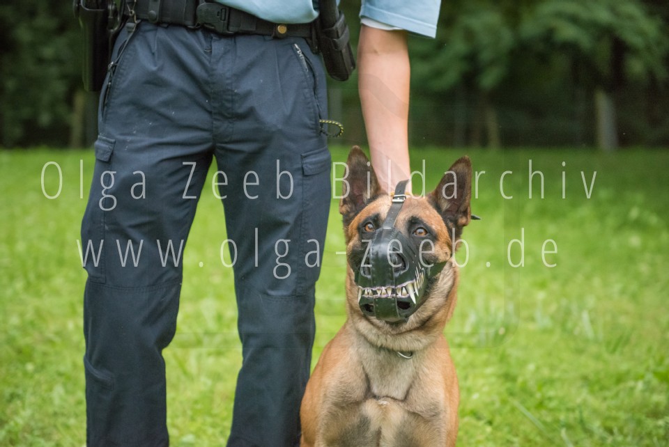 Polizei Hund