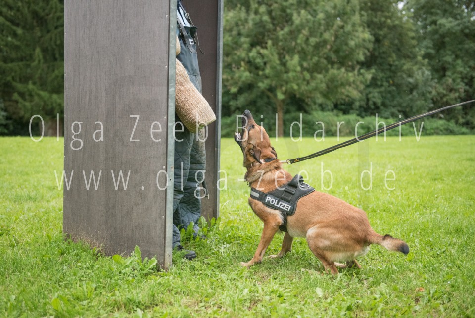 Polizei Hund