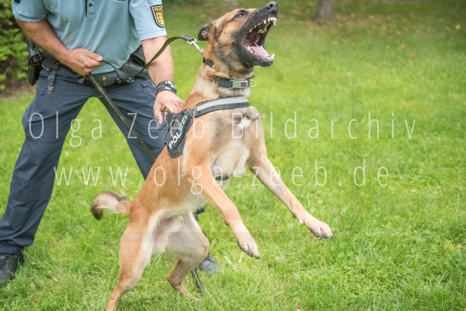 Polizei Hund