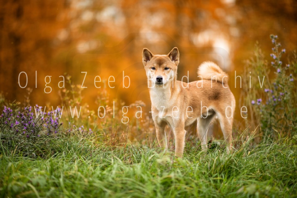 Shiba Inu